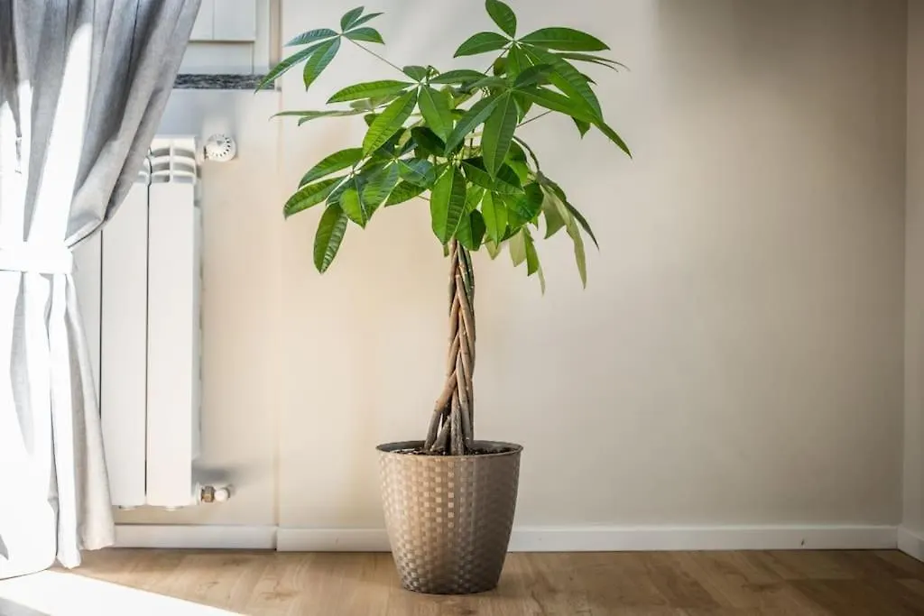 Apartment Cucchiari Suite 8C Modena Italy